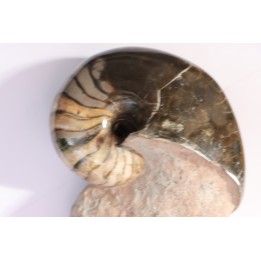 nautilus: Cenoceras annulare - pliensbachian - Fresney-le-Puceux – FRANCE