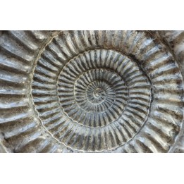 coroniceras lyra - Sinemurien - Nancy, FRANCE