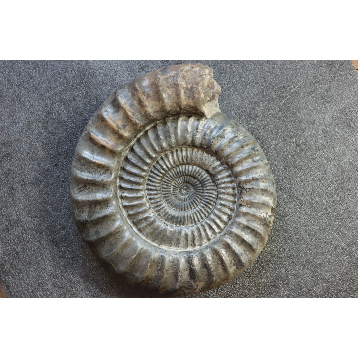 coroniceras lyra - Sinemurien - Nancy, FRANCE