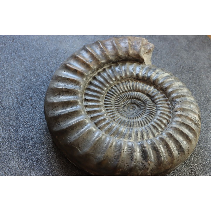 coroniceras lyra - Sinemurien - Nancy, FRANCE