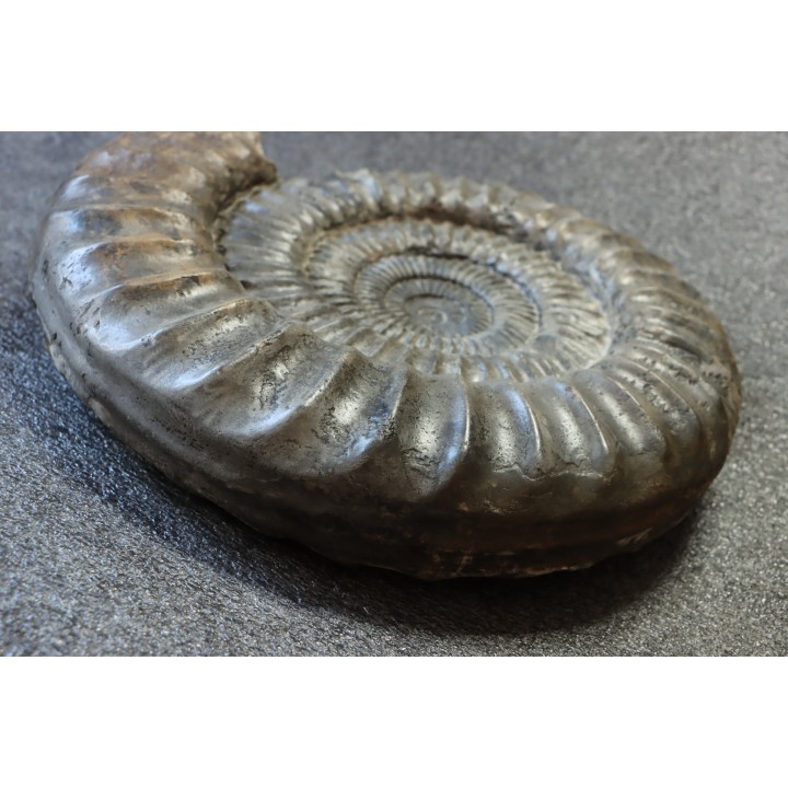 coroniceras lyra - Sinemurien - Nancy, FRANCE