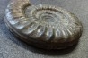 coroniceras lyra - Sinemurien - Nancy, FRANCE