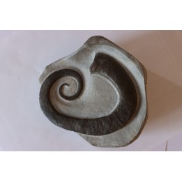 rare ammonite: LYTOCRIOCERAS  barremien  Provence,  FRANCE