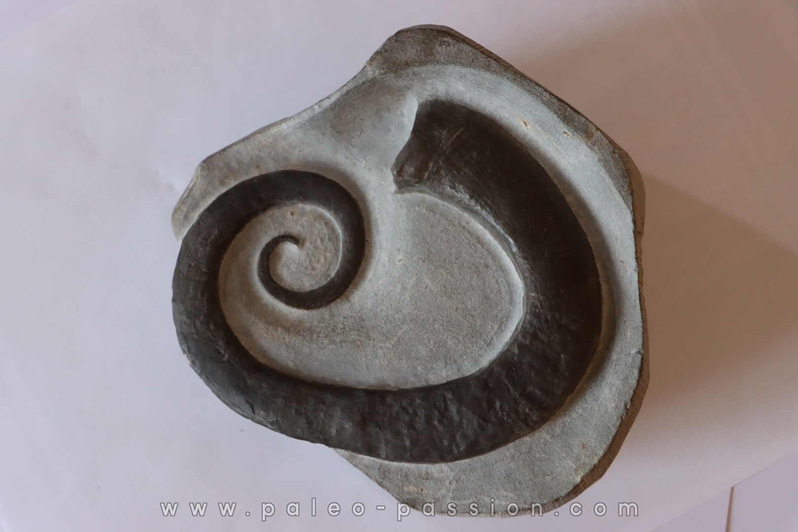 rare ammonite: LYTOCRIOCERAS barremien Provence, FRANCE