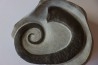 rare ammonite: LYTOCRIOCERAS barremien Provence, FRANCE