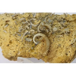 SPIROCERAS ORBYGNYI - Bajocien supérieur - CIRET Mont d'or Lyonnais, FRANCE
