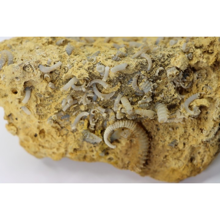 SPIROCERAS ORBYGNYI - Bajocien supérieur - CIRET Mont d'or Lyonnais, FRANCE