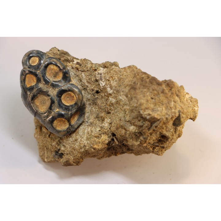 rare dent de mammifere marin:  DESMOSTYLUS HESPERUS -  miocene -  temblor formation,  Fresnoo county,  California, USA