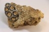 rare dent de mammifere marin:  DESMOSTYLUS HESPERUS -  miocene -  temblor formation,  Fresnoo county,  California, USA