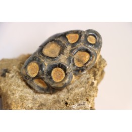 rare dent de mammifere marin:  DESMOSTYLUS HESPERUS -  miocene -  temblor formation,  Fresnoo county,  California, USA