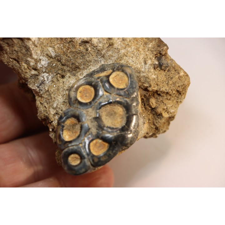 rare dent de mammifere marin:  DESMOSTYLUS HESPERUS -  miocene -  temblor formation,  Fresnoo county,  California, USA
