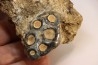 rare dent de mammifere marin:  DESMOSTYLUS HESPERUS -  miocene -  temblor formation,  Fresnoo county,  California, USA