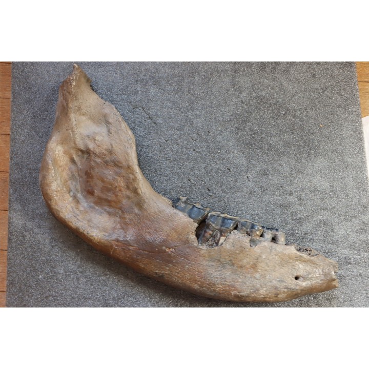 machoire de rhinoceros:  coelodonta antiquitatis -  pliocene, Zemst, Belgique