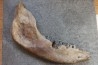 machoire de rhinoceros:  coelodonta antiquitatis -  pliocene, Zemst, Belgique