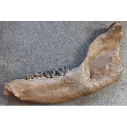 machoire de rhinoceros:  coelodonta antiquitatis -  pliocene, Zemst, Belgique