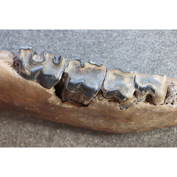 machoire de rhinoceros:  coelodonta antiquitatis -  pliocene, Zemst, Belgique
