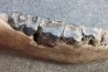 machoire de rhinoceros:  coelodonta antiquitatis -  pliocene, Zemst, Belgique