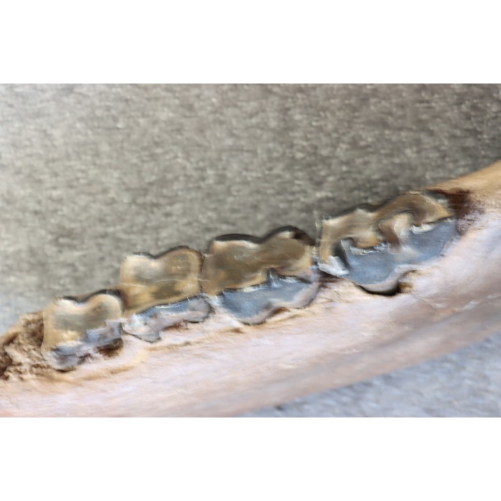 machoire de rhinoceros:  coelodonta antiquitatis -  pliocene, Zemst, Belgique