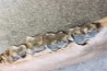 machoire de rhinoceros:  coelodonta antiquitatis -  pliocene, Zemst, Belgique
