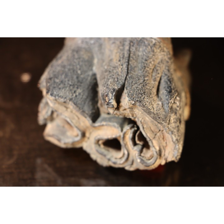 rhinoceros tooth:  coelodonta antiquitatis -  pliocene, Zemst, Belgique