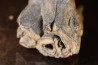 rhinoceros tooth: coelodonta antiquitatis - pliocene, Zemst, Belgique