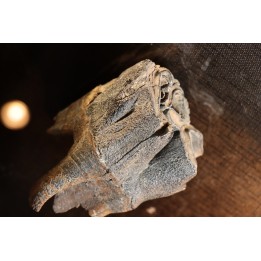 rhinoceros tooth:  coelodonta antiquitatis -  pliocene, Zemst, Belgique