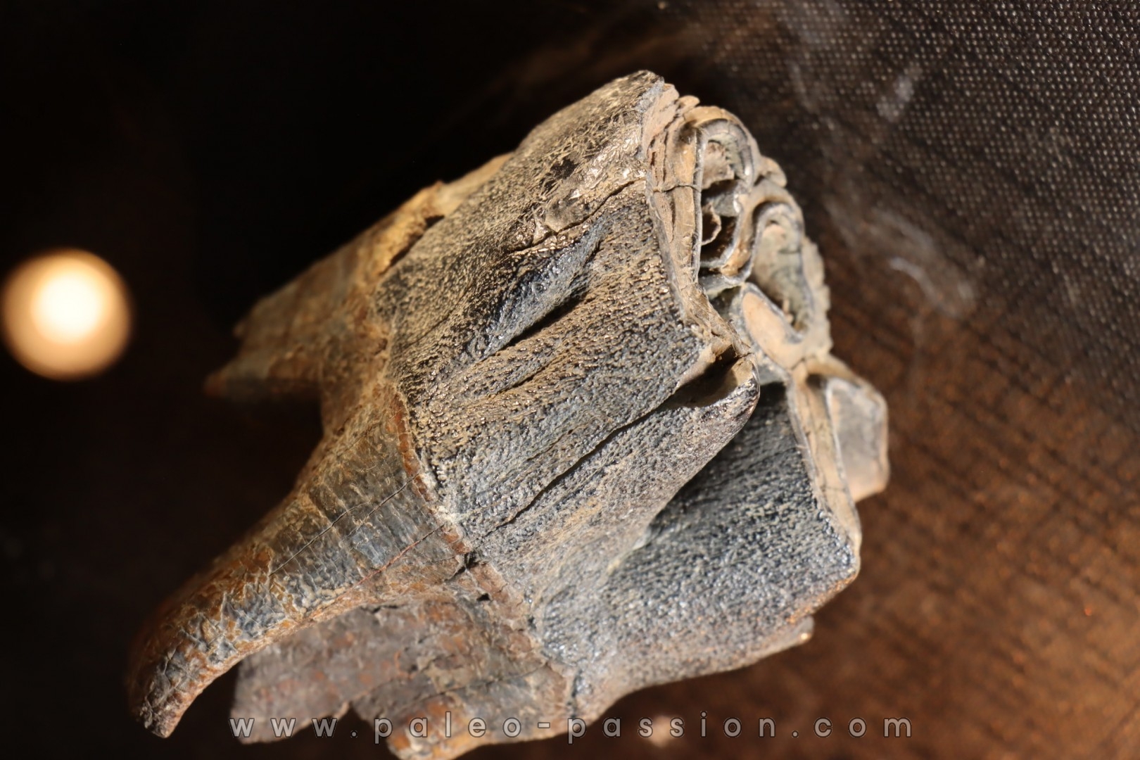 dent de rhinoceros: coelodonta antiquitatis - pliocene, Zemst, Belgique