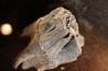 rhinoceros tooth: coelodonta antiquitatis - pliocene, Zemst, Belgique