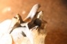 rhinoceros tooth: coelodonta antiquitatis - pliocene, Zemst, Belgique