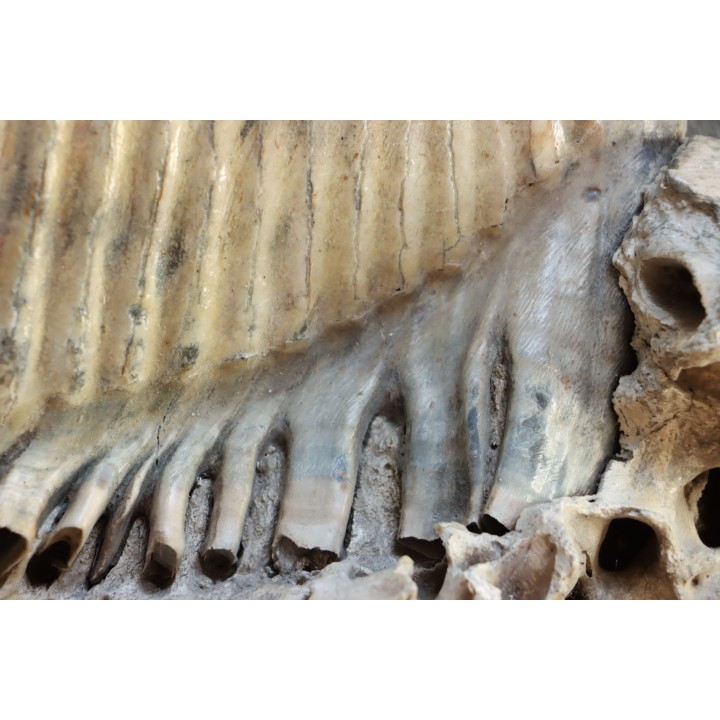 MAMMOTH TOOTH:  Mammuthus primigenius -  Pléistocène - North sea