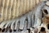 MAMMOTH TOOTH:  Mammuthus primigenius -  Pléistocène - North sea