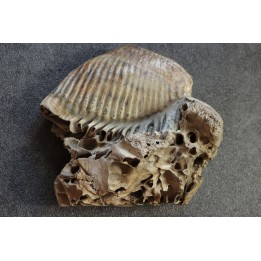 MAMMOTH TOOTH:  Mammuthus primigenius -  Pléistocène - North sea
