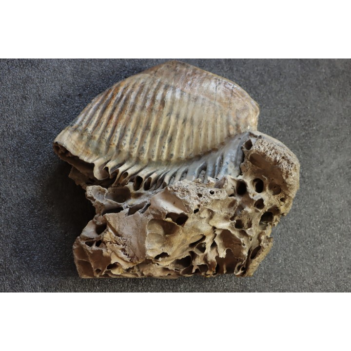 DENT DE MAMMOUTH sur sa mâchoire:  Mammuthus primigenius - Pléistocène   Mer du Nord