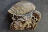 DENT DE MAMMOUTH sur sa mâchoire:  Mammuthus primigenius - Pléistocène   Mer du Nord