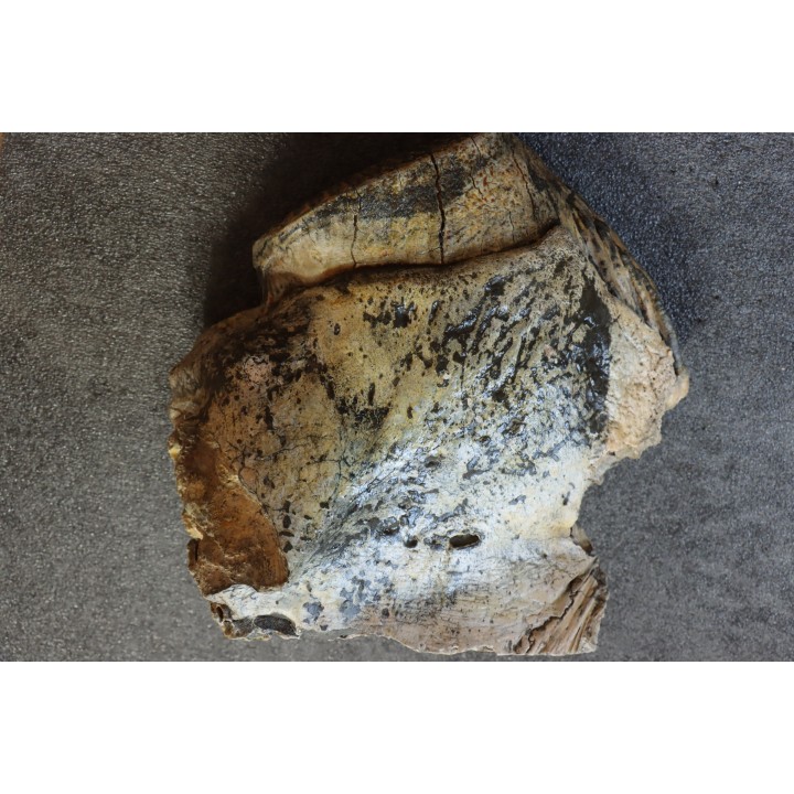 MAMMOTH TOOTH:  Mammuthus primigenius -  Pléistocène - North sea