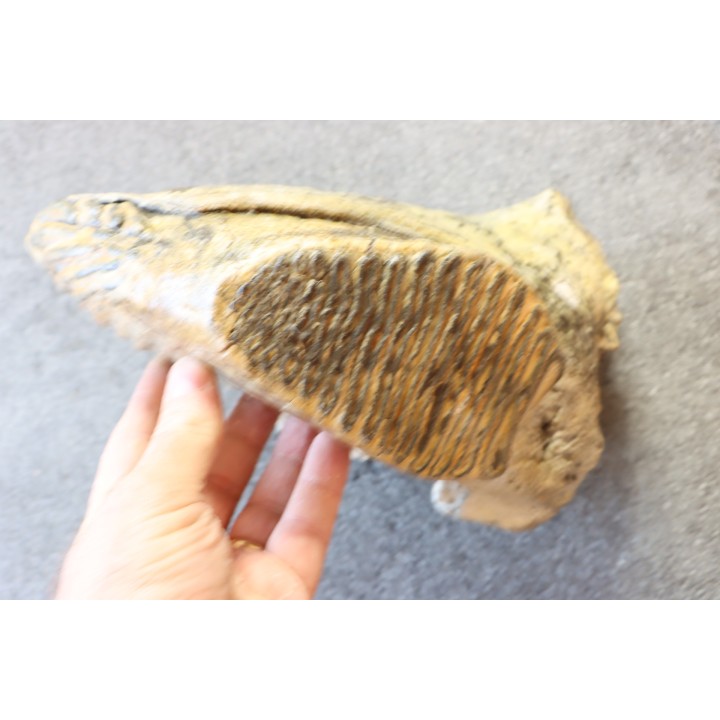 DENT DE MAMMOUTH sur sa mâchoire:  Mammuthus primigenius - Pléistocène   Mer du Nord