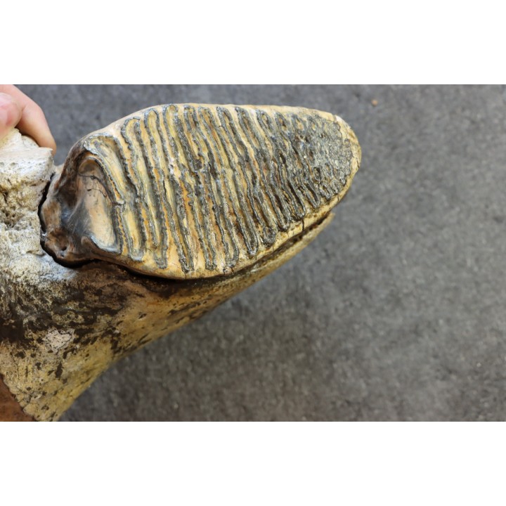 MAMMOTH TOOTH:  Mammuthus primigenius -  Pléistocène - North sea