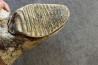 MAMMOTH TOOTH:  Mammuthus primigenius -  Pléistocène - North sea