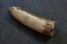 MAMMOTH TUSK:  Mammuthus primigenius - Pléistocène  -  Alaska, USA