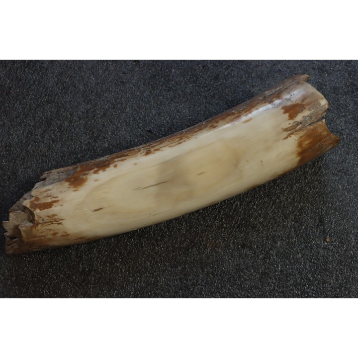 MAMMOTH TUSK:  Mammuthus primigenius - Pléistocène  -  Alaska, USA