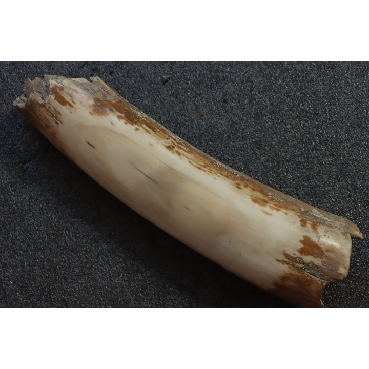 MAMMOTH TUSK:  Mammuthus primigenius - Pléistocène  -  Alaska, USA