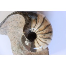 nautilus: Cenoceras annulare - pliensbachian - Fresney-le-Puceux – FRANCE