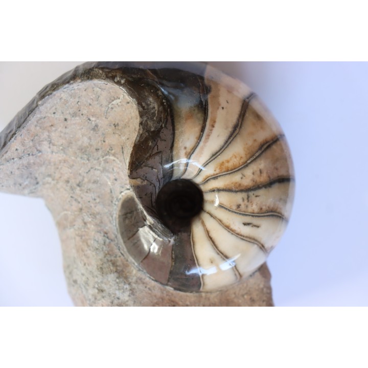 nautilus: Cenoceras annulare - pliensbachian - Fresney-le-Puceux – FRANCE