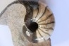 Nautile : Cenoceras du toarcien de Belmont  – FRANCE