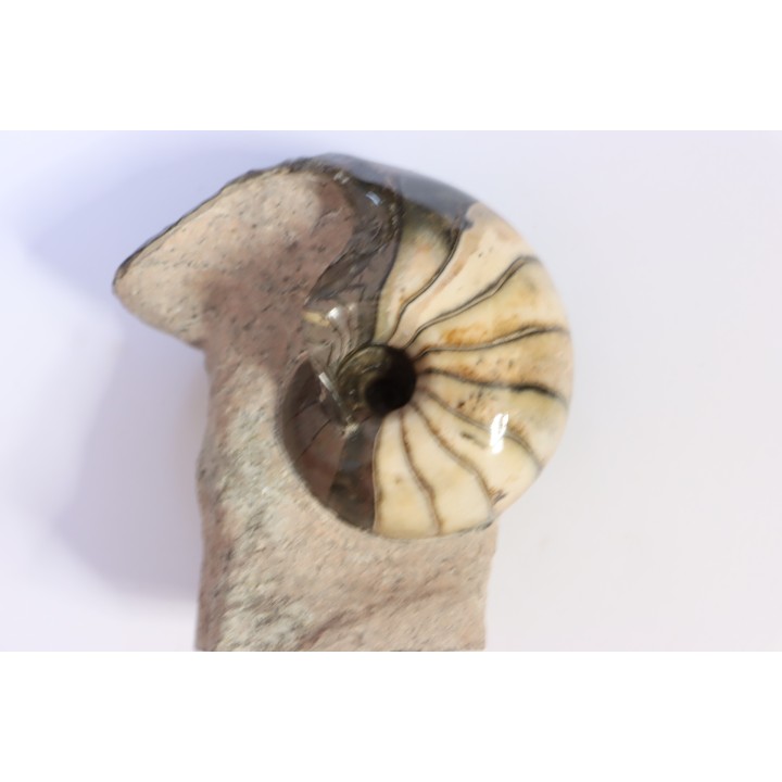 nautilus: Cenoceras annulare - pliensbachian - Fresney-le-Puceux – FRANCE