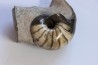 nautilus: Cenoceras annulare - pliensbachian - Fresney-le-Puceux – FRANCE