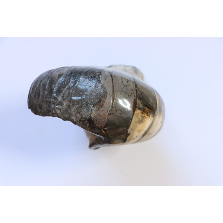 nautilus: Cenoceras annulare - pliensbachian - Fresney-le-Puceux – FRANCE