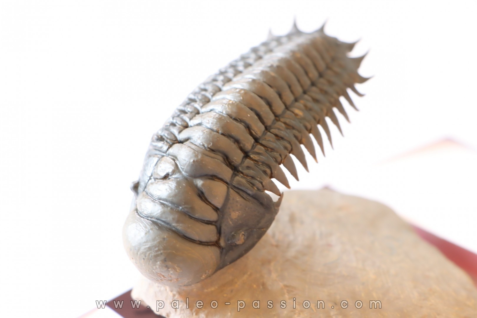 CROTALOCEPHALUS GIBBUS