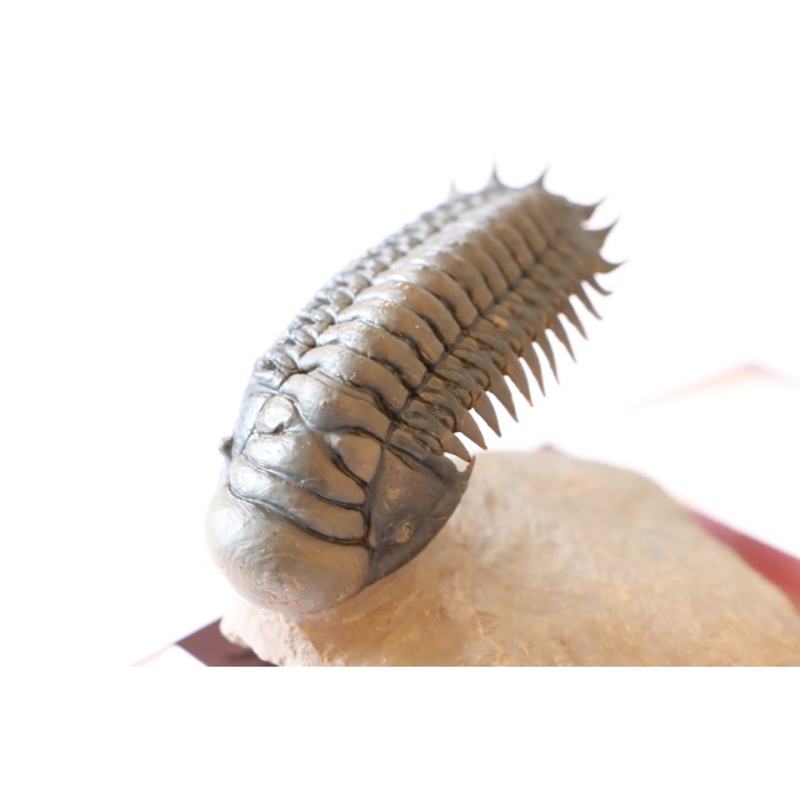CROTALOCEPHALUS GIBBUS - Praguien - Foum Zguid, Maroc
