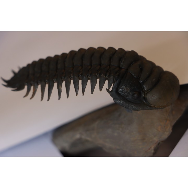 CROTALOCEPHALUS GIBBUS - Praguien - Foum Zguid, Maroc